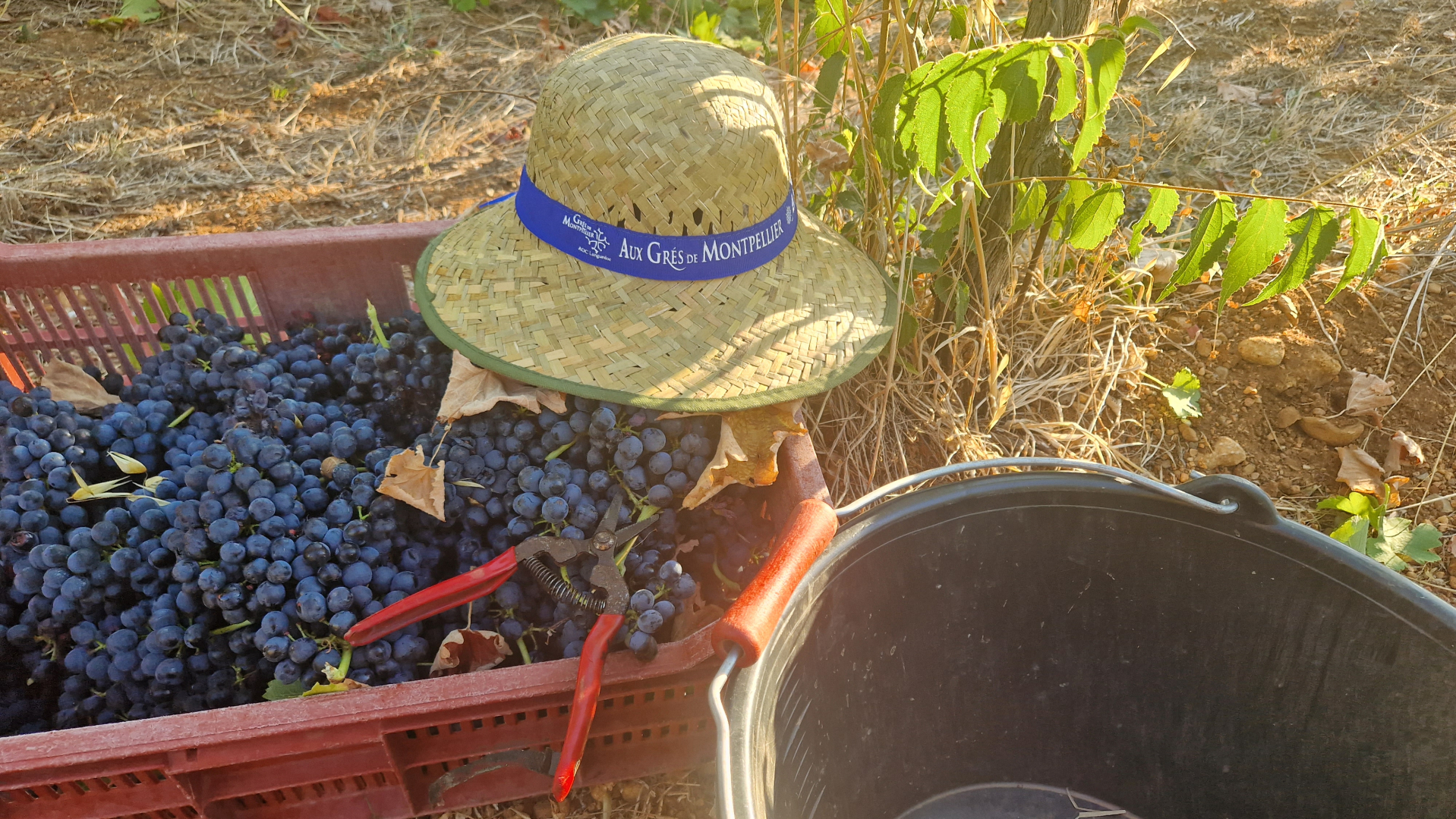 Raisin récolté