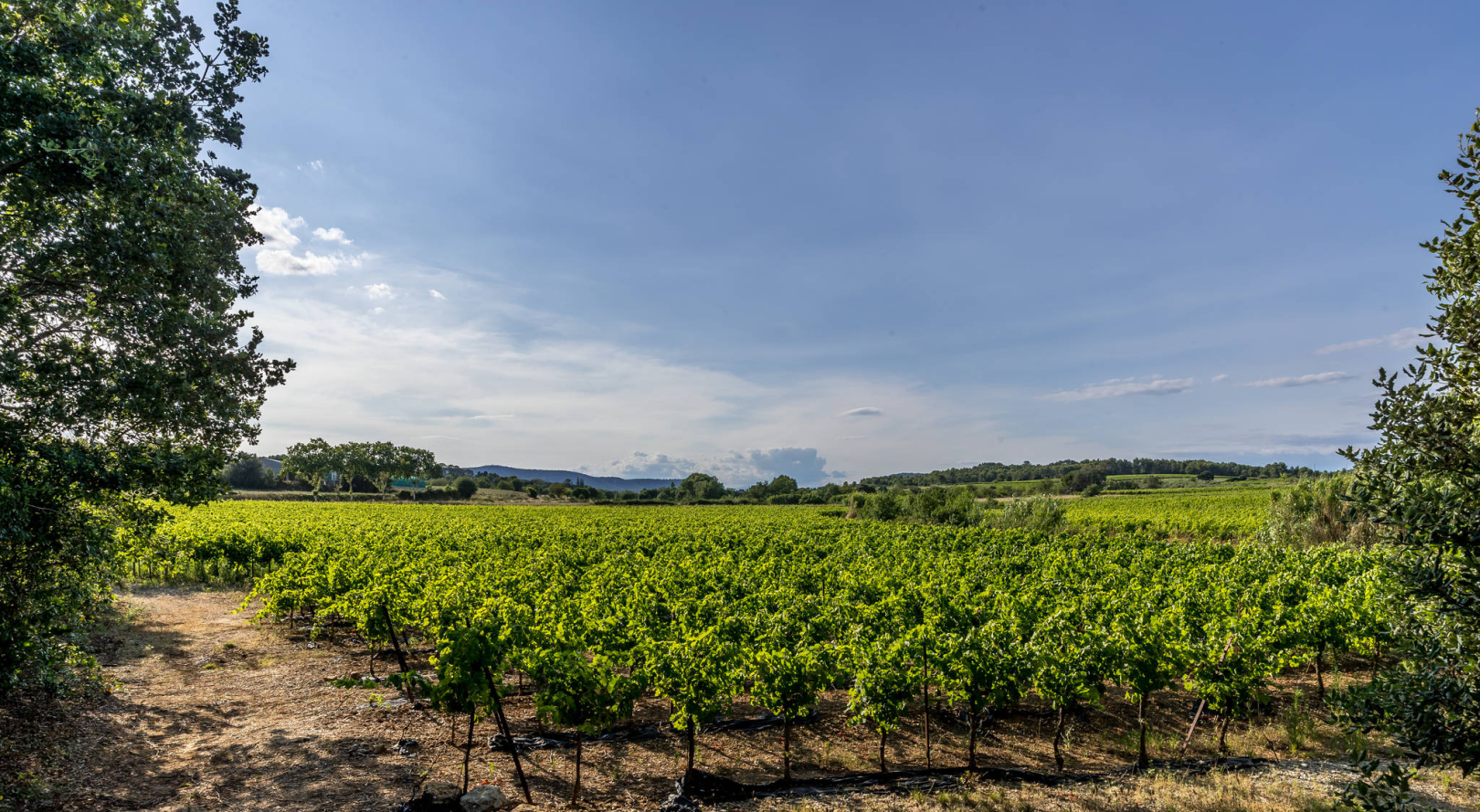 Les paysages sont en très grande partie composés de vignes