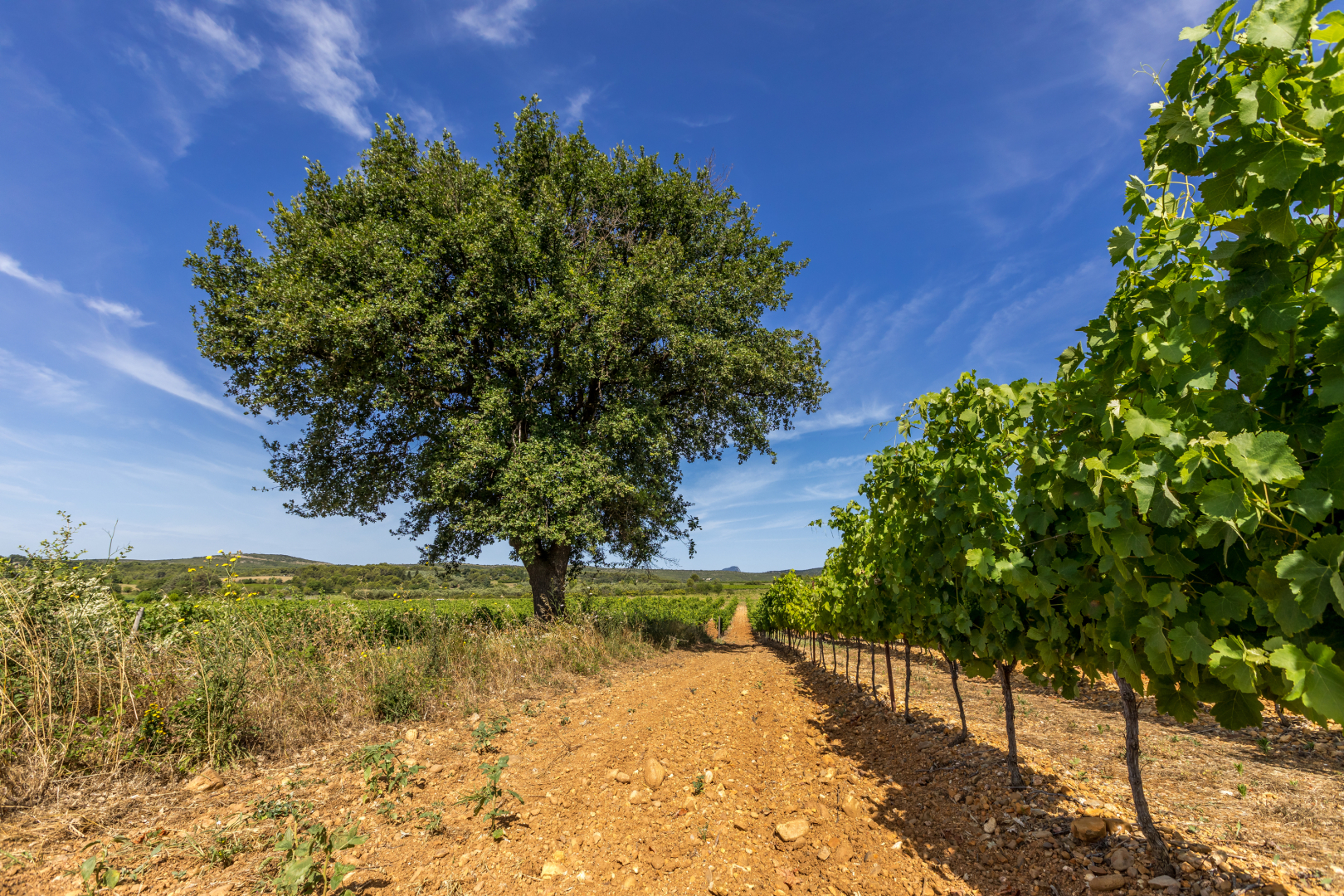 Vignes