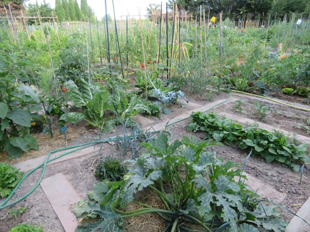 Vue des cultures du jardin partagé