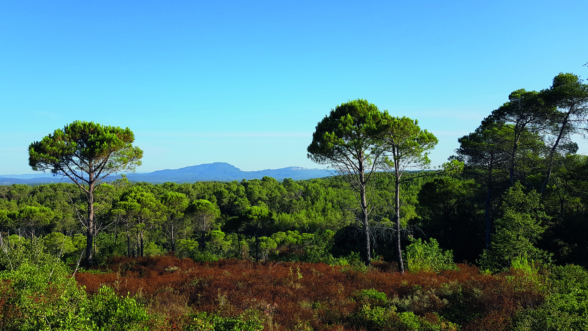 Forêt de Clapiers