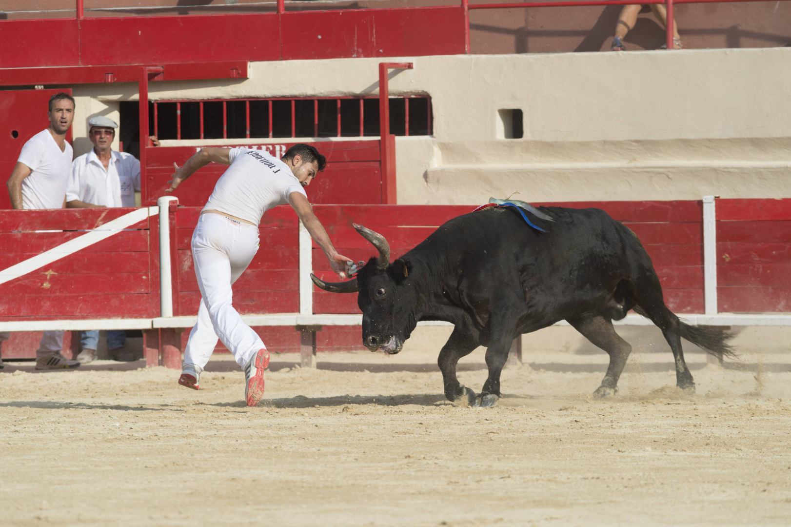 un taureau et un raseteur