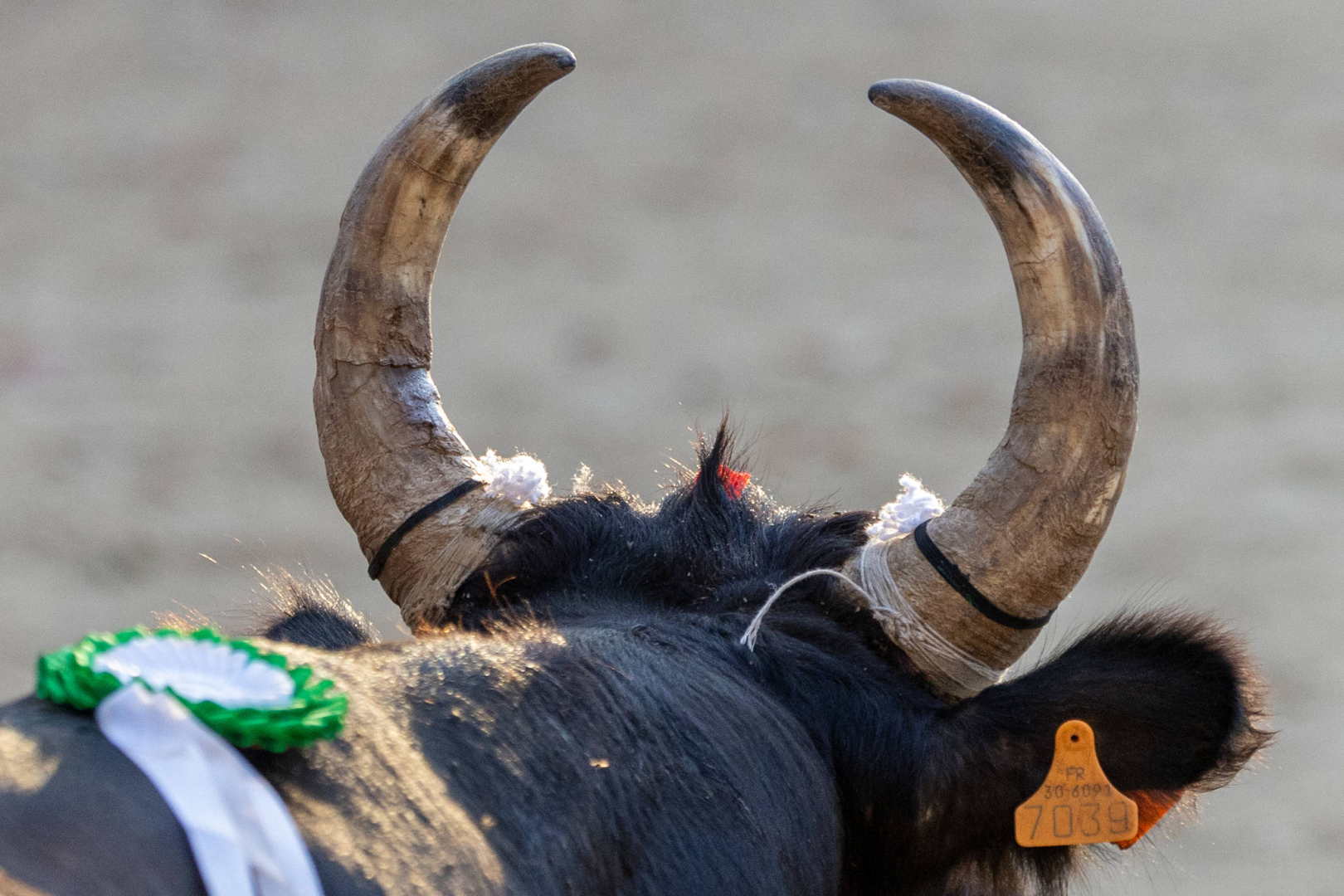 tête de taureau