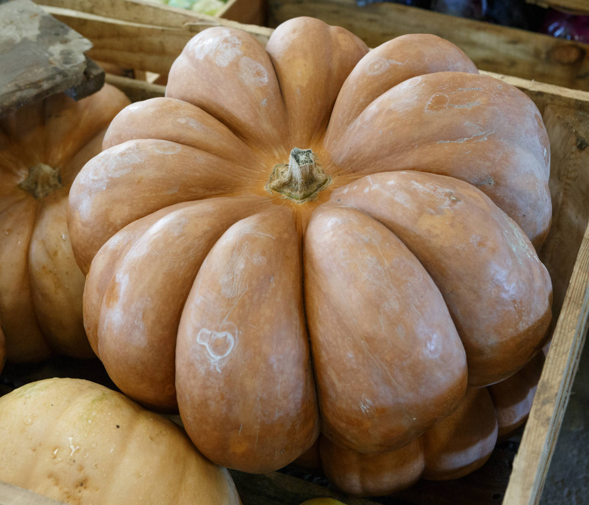 Et les courges à Saint-Jean-de-Védas...