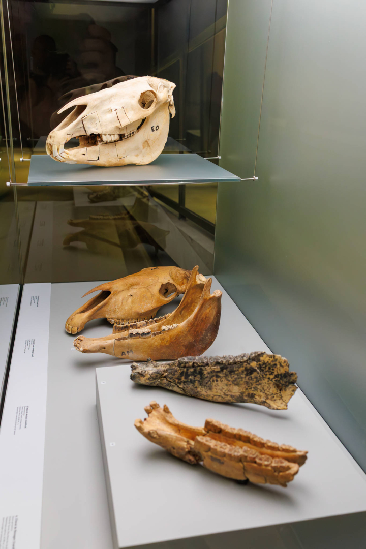 vitrine avec des ossements