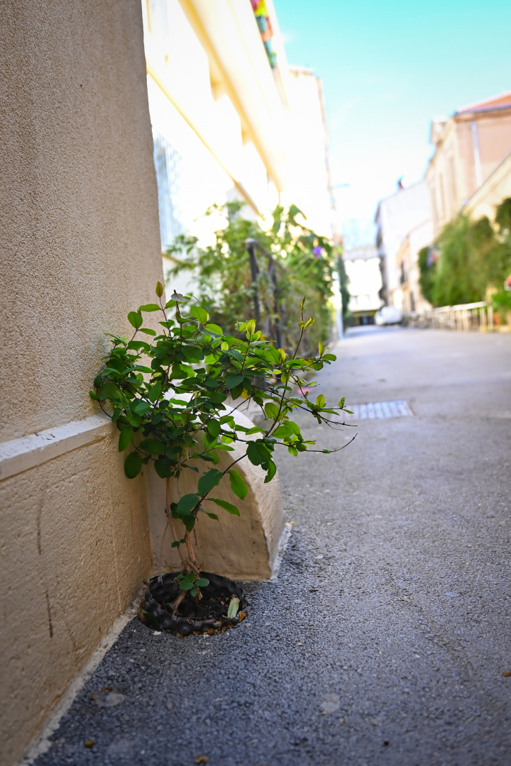 Trou pied de mur plante rue 
