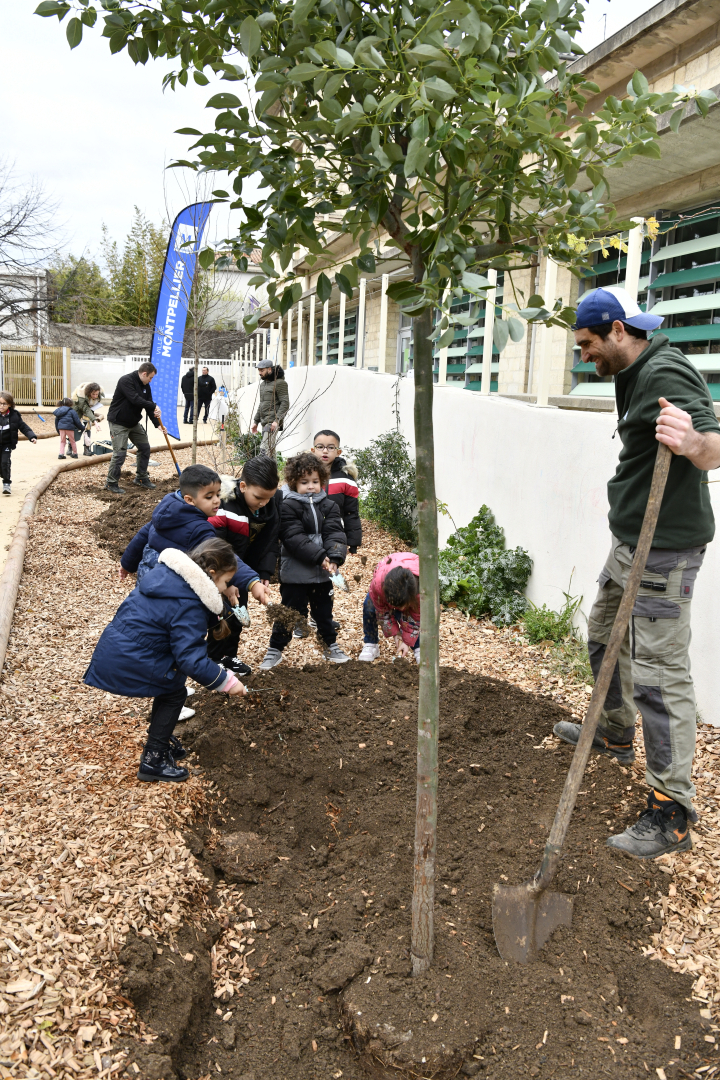 plantation