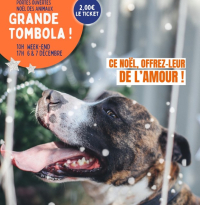Photo d'un chien en affiche "ce noël, offrez-leur de l'amour"