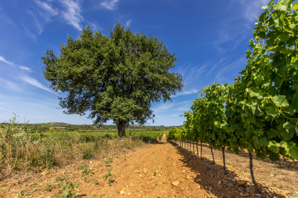 Vignes