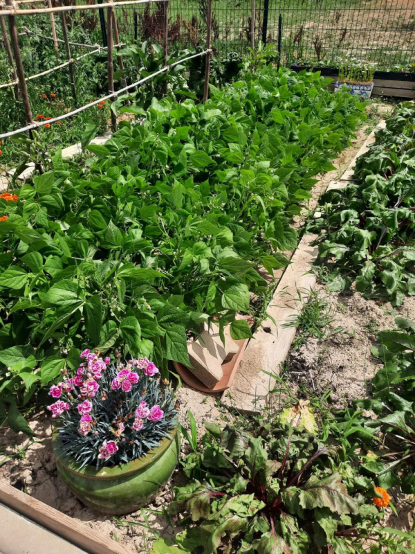 Vue des jardins avec des fleurs et des cultures