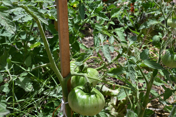 Des tomates qui seront prochainement dégustées par leurs petits jardiniers