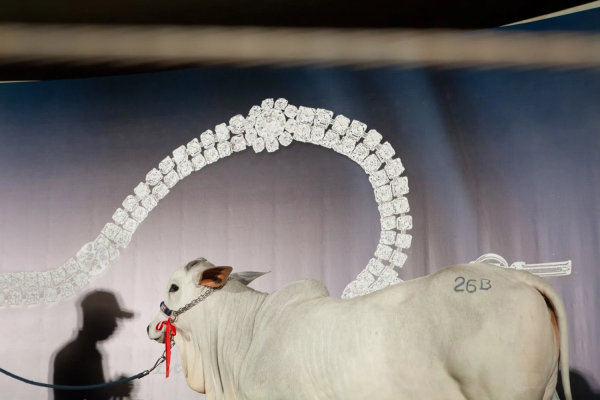 Holy Cow - Carolina Arantes